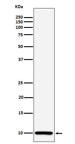 Anti-COX6B1 Rabbit Monoclonal Antibody Boster Bio
