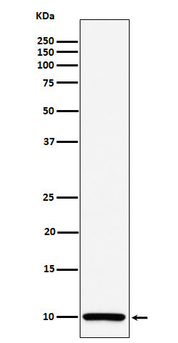 Anti-COX6B1 Rabbit Monoclonal Antibody Boster Bio