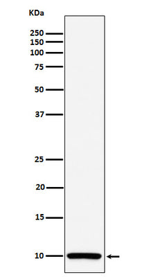 Anti-COX6B1 Rabbit Monoclonal Antibody Boster Bio