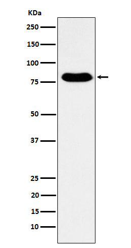 Anti-GTPBP4 Rabbit Monoclonal Antibody Boster Bio