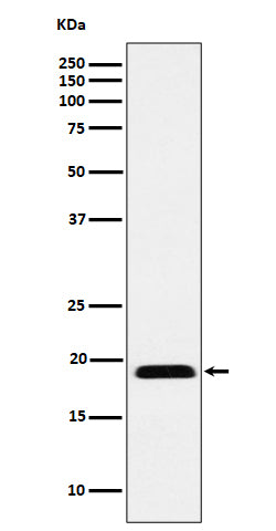 Anti-MYL12B Rabbit Monoclonal Antibody Boster Bio