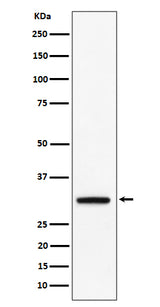 Anti-PLSCR3 Rabbit Monoclonal Antibody Boster Bio
