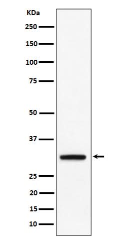 Anti-PLSCR3 Rabbit Monoclonal Antibody Boster Bio