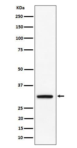 Anti-PLSCR3 Rabbit Monoclonal Antibody Boster Bio