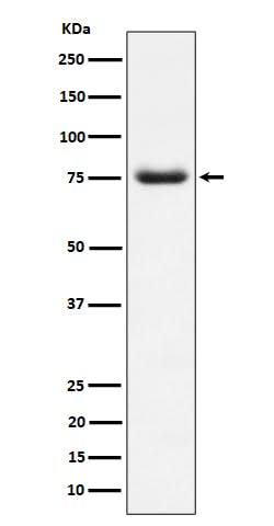 Anti-PWP1 Rabbit Monoclonal Antibody Boster Bio