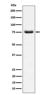Anti-PWP1 Rabbit Monoclonal Antibody Boster Bio
