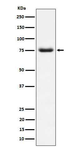 Anti-PWP1 Rabbit Monoclonal Antibody Boster Bio