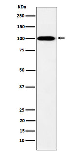 Anti-MYO19 Rabbit Monoclonal Antibody Boster Bio