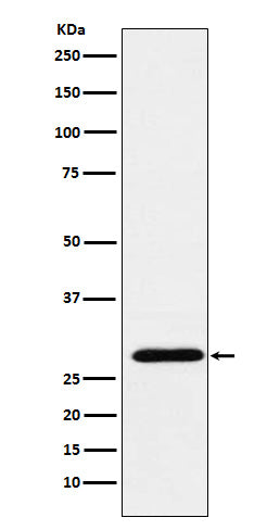 Anti-RGS18 Rabbit Monoclonal Antibody Boster Bio