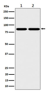 Anti-RAB45 Rabbit Monoclonal Antibody Boster Bio