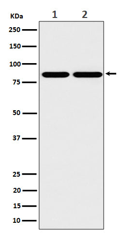 Anti-RAB45 Rabbit Monoclonal Antibody Boster Bio