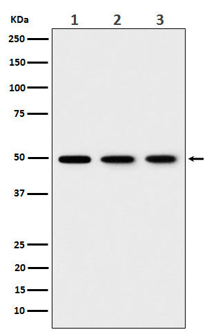 Anti-EEF1G Rabbit Monoclonal Antibody Boster Bio