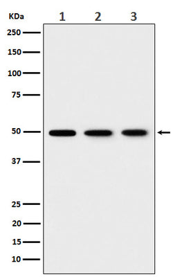 Anti-EEF1G Rabbit Monoclonal Antibody Boster Bio