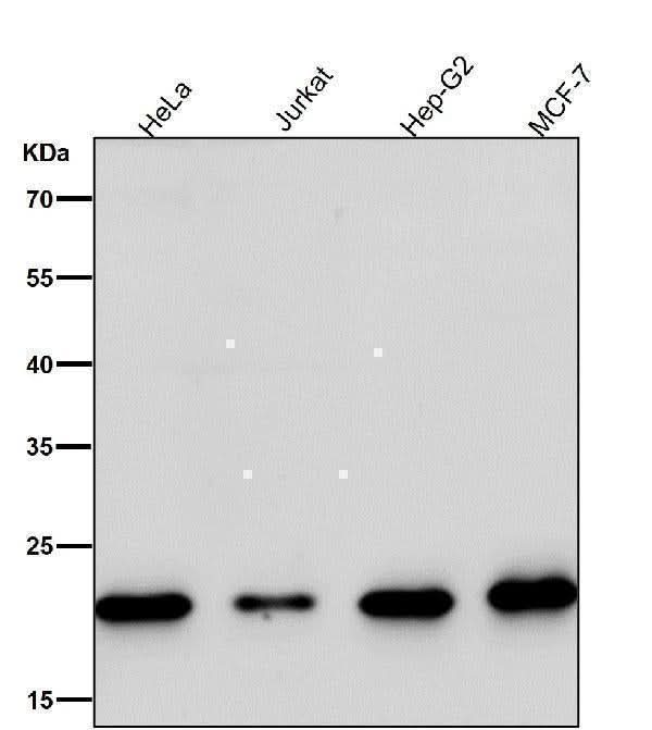 Anti-MRPL11 Rabbit Monoclonal Antibody Boster Bio
