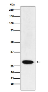 Anti-MAD3 Rabbit Monoclonal Antibody Boster Bio