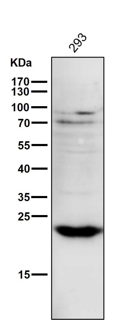 Anti-PPP1R1A Rabbit Monoclonal Antibody Boster Bio