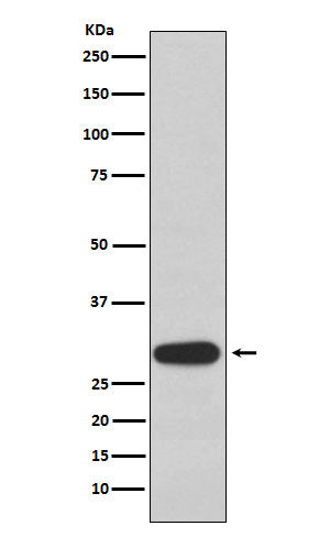 Anti-Olig3 Rabbit Monoclonal Antibody Boster Bio