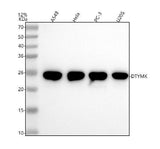 Anti-DTYMK Rabbit Monoclonal Antibody Boster Bio