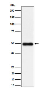 Anti-NgR3 Rabbit Monoclonal Antibody Boster Bio