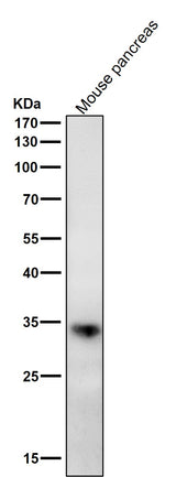 Anti-ERP27 Rabbit Monoclonal Antibody Boster Bio