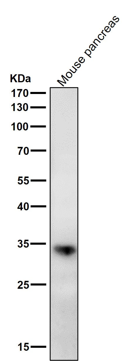 Anti-ERP27 Rabbit Monoclonal Antibody Boster Bio