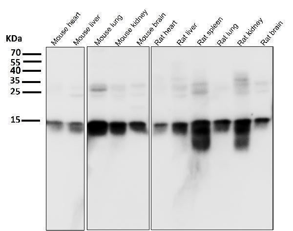 Anti-Histone H3 HIST1H3A Rabbit Monoclonal Antibody Boster Bio