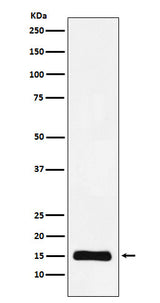 Anti-Histone H3 (mono methyl K9) Rabbit Monoclonal Antibody Boster Bio