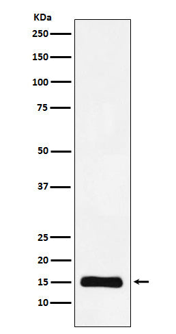 Anti-Histone H3 (mono methyl K9) Rabbit Monoclonal Antibody Boster Bio