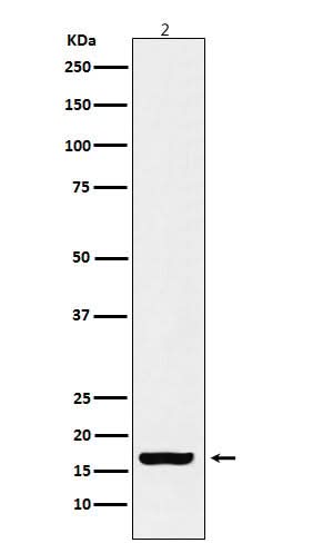 Anti-Histone H3 (acetyl K18) Rabbit Monoclonal Antibody Boster Bio