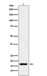 Anti-Histone H3 (acetyl K18) Rabbit Monoclonal Antibody Boster Bio