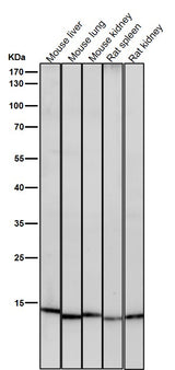 Anti-Histone H3 (acetyl K23) Rabbit Monoclonal Antibody Boster Bio