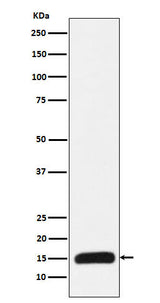Anti-Histone H3 (mutated K27 Met) Rabbit Monoclonal Antibody Boster Bio