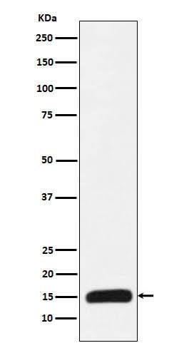 Anti-Histone H3 (mutated K27 Met) Rabbit Monoclonal Antibody Boster Bio
