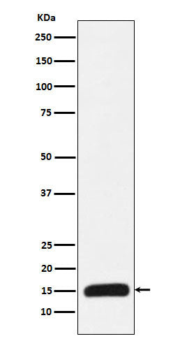 Anti-Histone H3 (mutated K27 Met) Rabbit Monoclonal Antibody Boster Bio