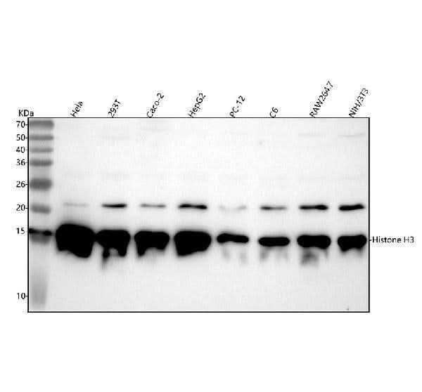 Anti-Histone H3 (acetyl K27) Rabbit Monoclonal Antibody Boster Bio