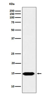 Anti-Histone H3 (formyl K122) Rabbit Monoclonal Antibody Boster Bio