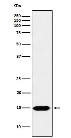 Anti-Histone H3 (formyl K122) Rabbit Monoclonal Antibody Boster Bio