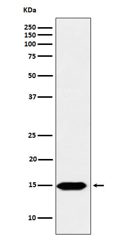 Anti-Histone H3 (formyl K122) Rabbit Monoclonal Antibody Boster Bio
