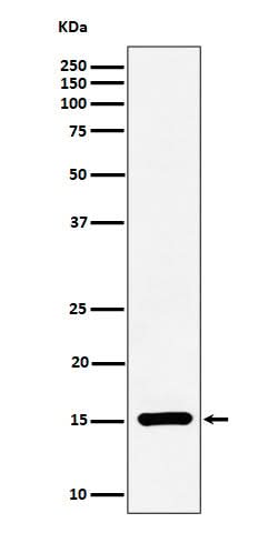 Anti-Histone H3 (symmetric di methyl R17) Rabbit Monoclonal Antibody Boster Bio