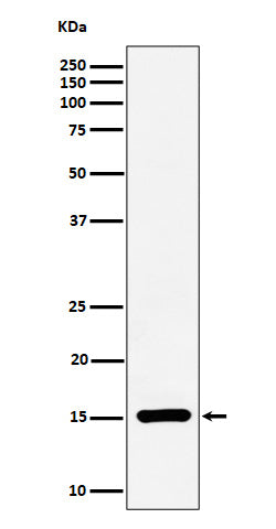 Anti-Histone H3 (symmetric di methyl R17) Rabbit Monoclonal Antibody Boster Bio