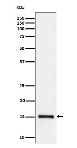 Anti-Histone H3 (di methyl K79) Rabbit Monoclonal Antibody Boster Bio