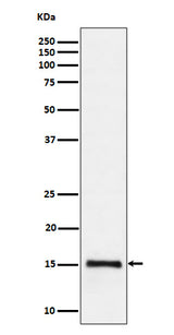 Anti-Histone H3 (di methyl K79) Rabbit Monoclonal Antibody Boster Bio