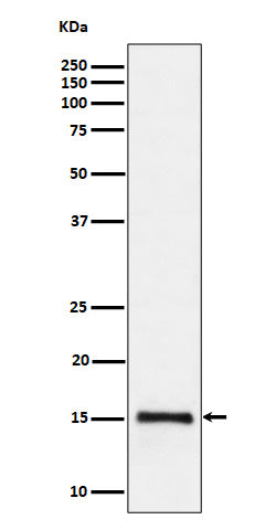 Anti-Histone H3 (di methyl K79) Rabbit Monoclonal Antibody Boster Bio