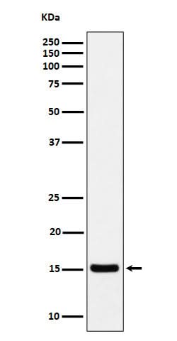Anti-Histone H3 (acetyl K36) Rabbit Monoclonal Antibody Boster Bio