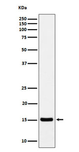 Anti-Histone H3 (acetyl K36) Rabbit Monoclonal Antibody Boster Bio