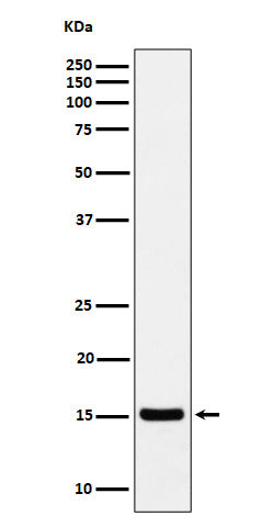 Anti-Histone H3 (acetyl K36) Rabbit Monoclonal Antibody Boster Bio