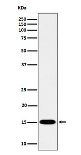 Anti-Histone H3 (mono methyl K79) Rabbit Monoclonal Antibody Boster Bio