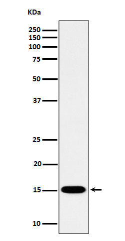 Anti-Histone H3 (mono methyl K79) Rabbit Monoclonal Antibody Boster Bio