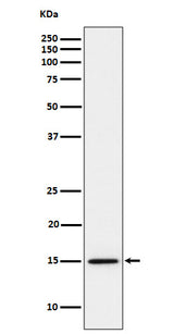 Anti-Histone H3 (mono methyl K14) Rabbit Monoclonal Antibody Boster Bio