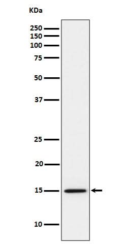 Anti-Histone H3 (mono methyl K14) Rabbit Monoclonal Antibody Boster Bio